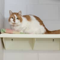 Photo of Nutmeg