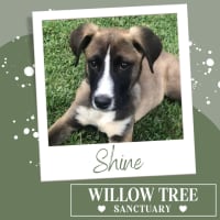 Photo of Shine