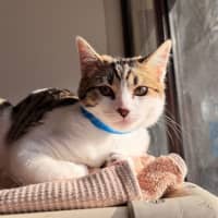 Photo of Cookie