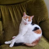 Photo of Hetty   Located In Coburg