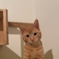 Photo of Cedar And Cypress