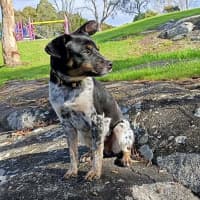 Photo of Pongo