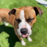 Photo of Mambo