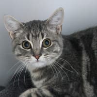Photo of Muffin