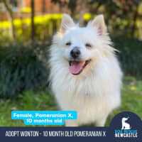 Photo of Wonton   10 Month Old Pomeranian X Spitz