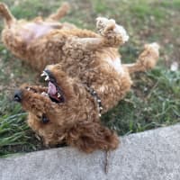 Photo of Bentley