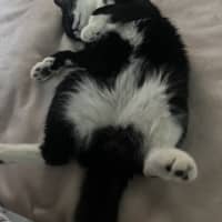 Photo of Felix