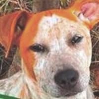 Photo of Rusty ~ Red Cattle Dog Puppy
