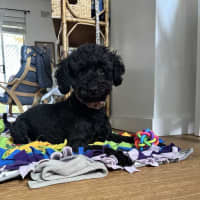 Photo of Smudge   8yom Mini Poodle, Male (On Trial 18/4/25)