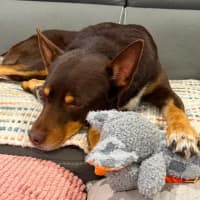 Photo of Cooper