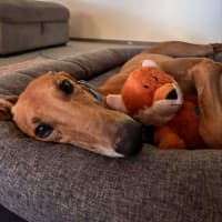 Photo of Sean, The Greyhound