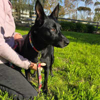 Photo of Bess