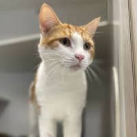 Photo of Sir Purrs
