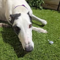 Photo of Blinky Bill