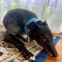 Photo of Jenny, They Greyhound