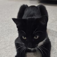 Photo of Onyx (0032)