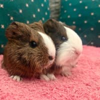 Photo of Walnut And Oakley