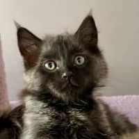 Photo of Wolfie