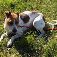 Photo of Roscoe
