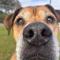 Photo of Bodhi