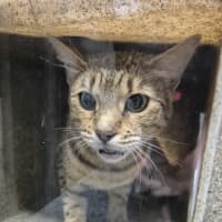 Photo of Widget
