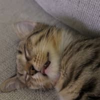 Photo of Boots