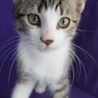 Photo of Dax