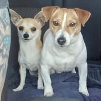 Photo of Chicko And Buddy