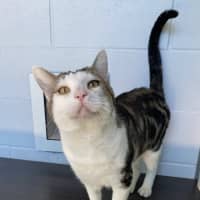 Photo of Benji
