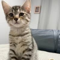 Photo of Cinnamon