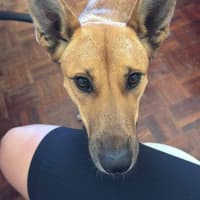 Photo of Honey