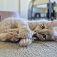 Photo of Gingie Bread