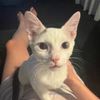 Photo of Bean