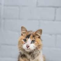 Photo of Princess