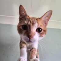 Photo of Chilli