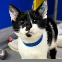 Photo of Smudge