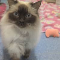 Photo of Gin Fizz (Catalina)