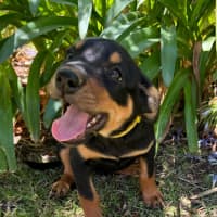 Photo of Gingerbread