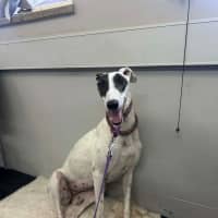 Photo of Dixie, The Greyhound