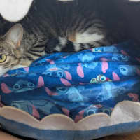 Photo of Stitch
