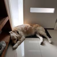 Photo of Luna   2 Year Old Golden Retriever