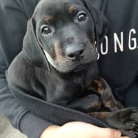 Photo of Lola (Was Maisie)