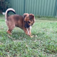 Photo of Meenie