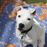 Photo of Missy