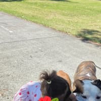 Photo of Bambino And Sammi 