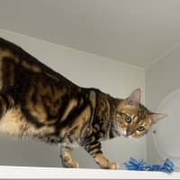 Photo of Snagglepuss