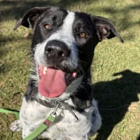 Photo of Daisy