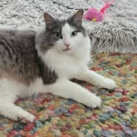 Photo of Sully   In Foster Care In Doncaster