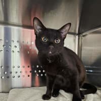 Photo of Spook