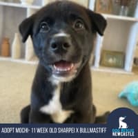 Photo of Mochi   4 Month Old Sharpei X Bullmastiff